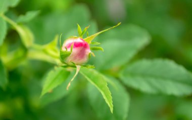 Yeşilliğin arka planında pembe bir gül tomurcuğu göze çarpar. Güzel bir gül tomurcuklandı. pembe gül goncası.