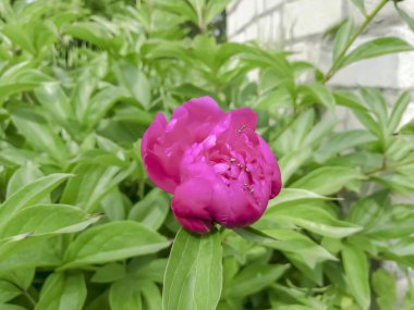 Karıncalı pembe şakayıklar. Karıncalar şakayık çiçeklerinde sürünürler. Pembe şakayıklar açar.