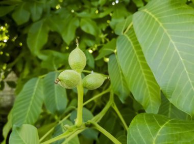 Bir sapta üç ceviz. Genç ceviz meyveleri. İlkbaharda ağaçtaki fındıklar küçüktür. Bir dalda üç fındık.