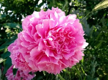 Pembe şakayık. Güzel pembe şakayık tomurcuğu yakın plan. Büyük şakayık..