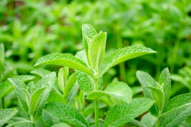 Bahçedeki limon merhemi çalısı. Limon kremi al. Bahçedeki güzel limon merhemi yaprakları.
