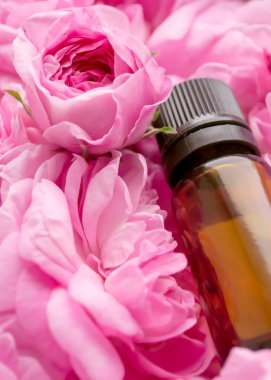 Çay gülü yağı. Bir çay gülünün yapraklarında gerekli bir yağ şişesi vardır. Büyük çay tomurcukları üzerinde koyu renk bir yağ şişesi.