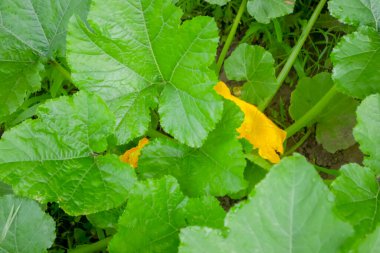 Büyük kabak çalıları var. Kabak çalısı üzerinde büyük çiçekler. Oglorod 'da kabak çiçeği açar.,