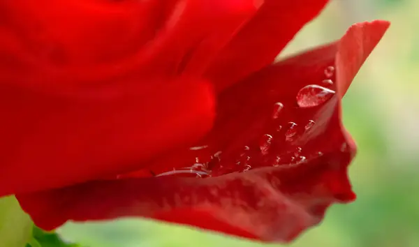 Rose Petals Rain Close Red Rose Flower Close Dew Drops — Stock Photo, Image