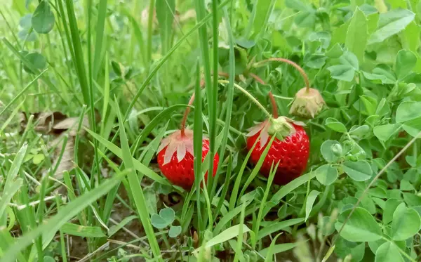 Strawberries Green Grass Strawberries Ripened Thickets Bushes Red Strawberries Greens — Stock Photo, Image