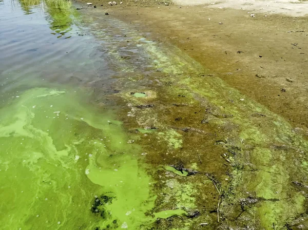 Экологические Проблемы Загрязненная Вода Зеленая Вода Пляже Цветут Водоросли Нарушения — стоковое фото