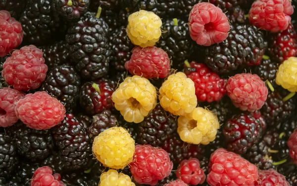 Yellow Red Raspberries Mulberries Together Lots Summer Berries Raspberries Mulberries — Stock Photo, Image