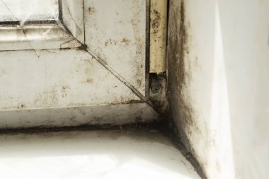 Köşedeki pencerede bir sürü kir ve siyah küf var. Pencereyle pencere pervazı arasındaki köşede siyah küf var..