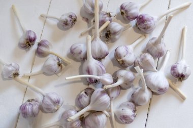 Bol bol sarımsak ve mor çizgiler. Bir sürü sarımsak. Genç sarımsak - arka plan fotoğrafı.