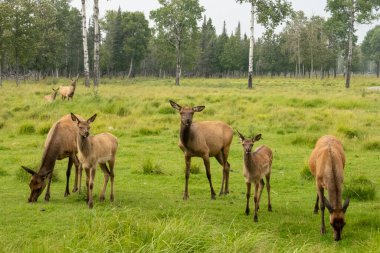 Timmins, Ontario 'daki Cedar Meadows Resort & Spa' da vahşi yaşam turundaki geyik trolünden görüntüler