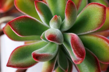 Echeveria Pulvinata, very decorative succulent plant with hairy velvet-like leaves. Macrophotograph