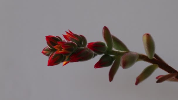Echeveria Pulvinata Very Decorative Succulent Plant Hairy Velvet Leaves Macrophotograph — Stock Video