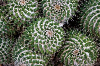 Mammillaria compressa, kaktüsgiller (Kactoideae) familyasından bir kaktüs türü. Kuzey ve Güney Meksika 'ya özgüdür ve bir süs bitkisi olarak yetiştirilir..