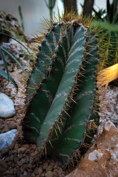 Astrophytum Ornatum Püspöki Sapka Vagy Szerzetes Motorháztető Kaktusz Egy Virágzó — Stock Fotó