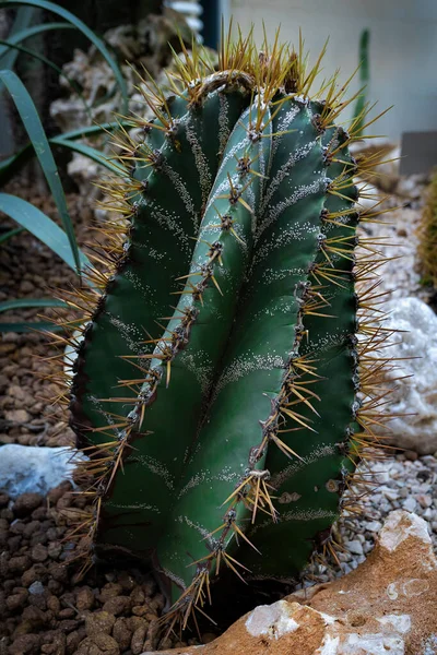 Astrophytum Ornatum Czapka Biskupa Lub Kaptur Mnicha Kaktusa Jest Rośliną — Zdjęcie stockowe