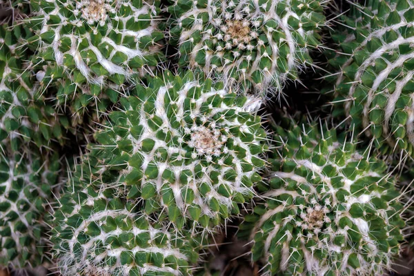 Mammillaria Compressa Közismert Nevén Százak Anyja Kaktuszok Alcsaládjába Tartozó Kaktuszfaj — Stock Fotó