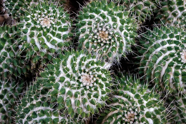 Mammillaria Compressa Est Une Espèce Cactus Sous Famille Des Cactoideae — Photo