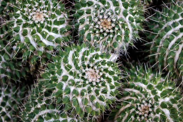 Mammillaria Compressa Est Une Espèce Cactus Sous Famille Des Cactoideae — Photo