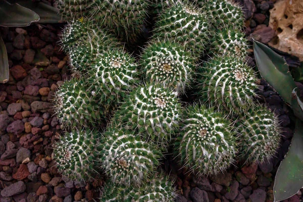 Mammillaria Komprese Běžně Nazývaná Matka Stovek Druh Kaktusu Podčeledi Cactoideae — Stock fotografie