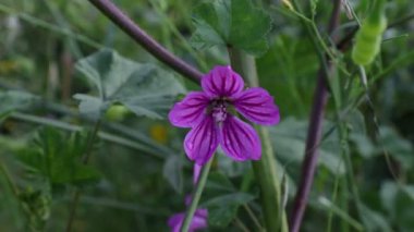 Yaban ördeği, Malvaceae ailesine ait bir bitki.