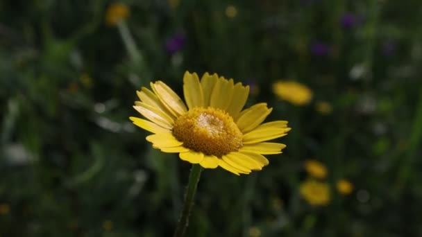 Färberkamille Cota Tinctoria Die Schöne Goldene Farbe Gänseblümchen Blume Nass — Stockvideo