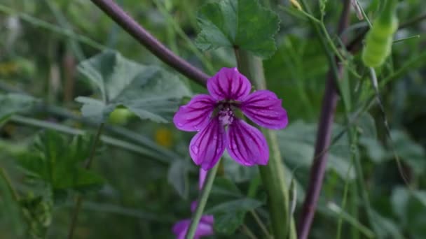 Vildmalva Växt Familjen Malvaceae — Stockvideo