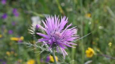 İtalyan dikeni (Carduus pycnocephalus), yabani bitkiler, yabani diken fotoğrafları..