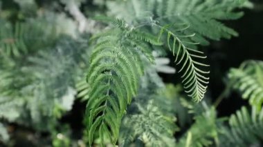 Eğreltiotu yaprakları ve yeşil çalılar