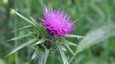 İtalyan dikeni (Carduus pycnocephalus), yabani bitkiler, yabani diken fotoğrafları..