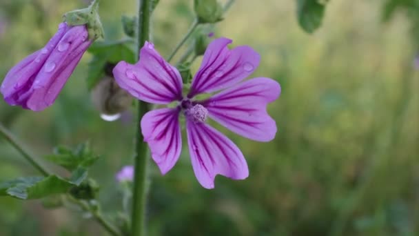 Άγρια Μολόχα Φυτό Της Οικογένειας Malvaceae — Αρχείο Βίντεο