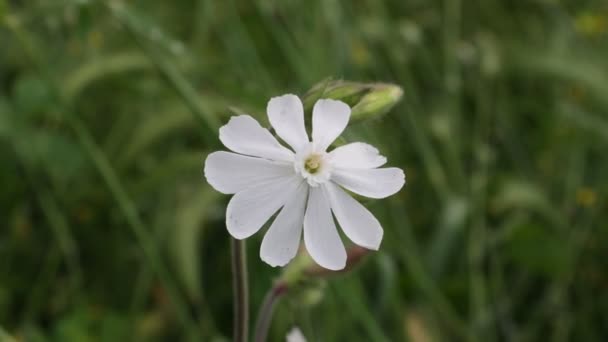 Beyaz Silene Caryophyllaceae Ailesine Ait Bitkisel Görünümlü Küçük Kıllı Bir — Stok video