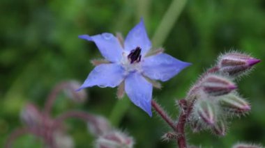 Mavi şifalı bitki, Borage (Borago officinalis), baharat çiçeği..