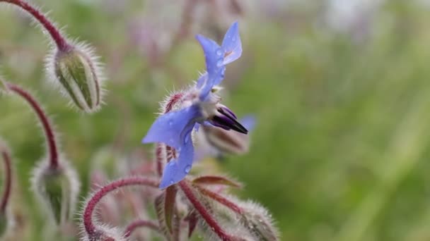 Blue Medicplant Borage Borago Officinalis Flower Spice — 비디오