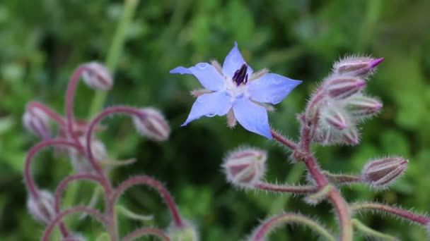 Plante Médicinale Bleue Borage Borago Officinalis Fleur Épice — Video