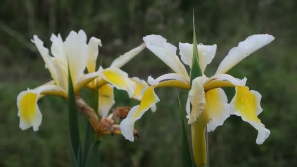 Iris Orientalis Одним Видів Роду Iris Він Також Підроді Limniris — стокове відео