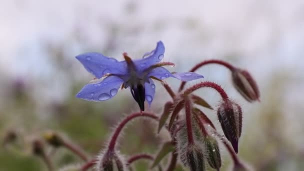 Planta Medicinal Azul Borage Borago Officinalis Flor Especiaria — Vídeo de Stock