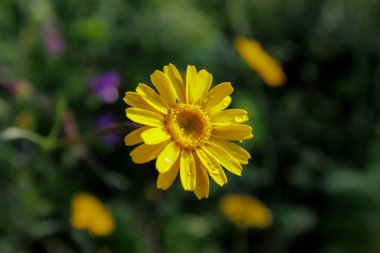 Papatya çayı, Cota tinctoria. Güzel altın rengi papatya çiçeği çiy ile ıslanmış, rüzgarda sallanıyor.