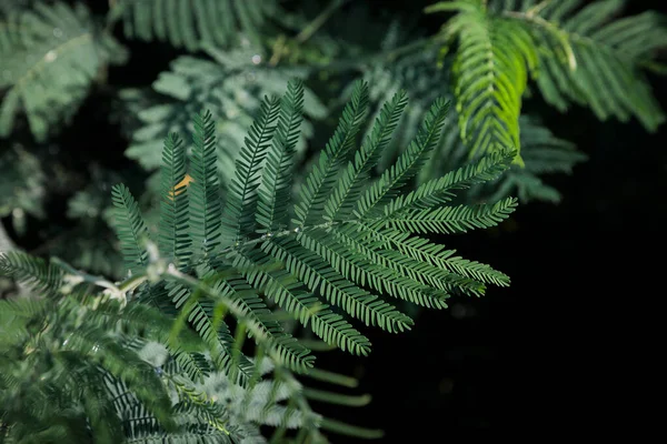 Acacia Dealbata Link Желтоватая Мимоза Листья — стоковое фото