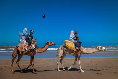 Essaouira, Fas - 3 agosto 2023: Plajda klasik deve sürüşünde bir rehber eşliğinde turistler.