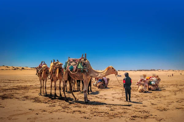 Essaouira Marrocos Agosto 2023 Menino Cuida Camelos Espera Turistas Ansiosos — Fotografia de Stock