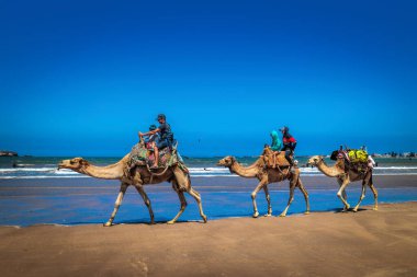 Essaouira, Fas - 3 agosto 2023: Plajda klasik deve sürüşünde bir rehber eşliğinde turistler.