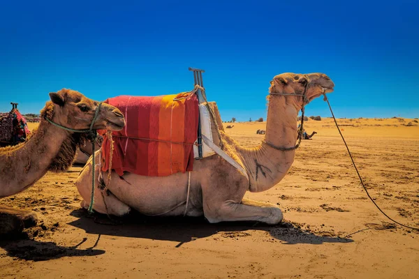 Dromedari Riposano Sulla Spiaggia Attesa Trasportare Turisti Nel Deserto — Foto Stock