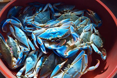 Blue crab, bucket full of freshly caught blue crabs. clipart