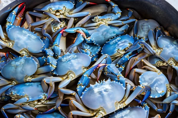 Blue crab, bucket full of freshly caught blue crabs.
