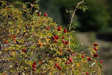 Rosa Canina 'nın olgun meyveleri. Cüce-hayalet bitkisinin kırmızı böğürtlenleri, yani, kışın tomurcuklanan odunsu bir bitki.. 