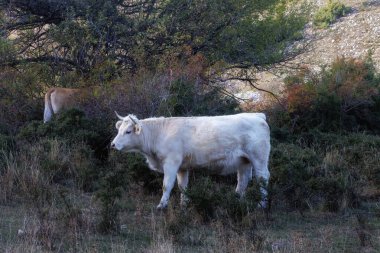 Piedmontese ineği, tipik İtalyan sığır cinsi, Piedmont bölgesine özgü, doğal bir çevrede..