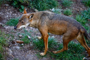 Ormandaki kurt. Yetişkin örneği ormanın ön planında ele geçirildi. Kurt portresi. İtalyan kurdunun muhteşem bir örneği, eşsiz alt türü Canis lupus italicus.