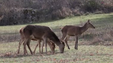 Dişi geyik sürüsü kışın dağların arasındaki çayırlarda otlar, ot yer ve grup içinde sosyalleşir..