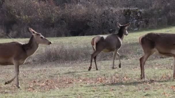 冬の山の間の牧草地の女性鹿の群れ 草を食べ グループで社会化 — ストック動画