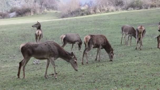 Herd Cervo Femmina Pascolare Nel Prato Tra Montagne Inverno Mangiare — Video Stock